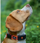 TRACEUR GPS XS - WEENECT en promo chez Animalis Conflans-Sainte-Honorine à 31,49 €