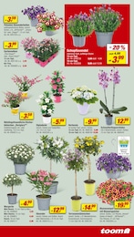 Blumen Angebot im aktuellen toom Baumarkt Prospekt auf Seite 5