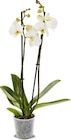 Netto Marken-Discount Geldern - Orchidee Angebot im Prospekt Orchidee bei Netto Marken-Discount im Geldern Prospekt für 4,99 €