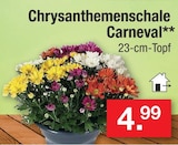 ChrysanthemenSchale Carnival im Angebot bei Zimmermann in Delmenhorst ChrysanthemenSchale Carnival Angebote bei Zimmermann Delmenhorst für 4,99 €
