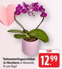 Schmetterlingsorchidee in Herzform bei E center im Rodgau Prospekt für 12,99 €