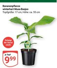 Aktuelles Bananenpflanze winterhart Musa Basjoo Angebot bei GLOBUS in Salzgitter ab 9,99 €