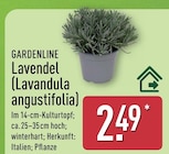 Lavendel (Lavandula angustifolia) Angebote von Gardenline bei ALDI Nord Essen für 2,49 €
