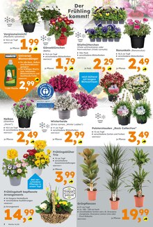 Blumen im Globus-Baumarkt Prospekt "Immer eine Idee besser" mit 16 Seiten (Jena)