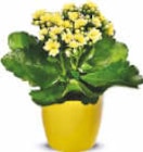 Netto Marken-Discount Kühdorf - Mini Kalanchoe Angebot im Prospekt Mini Kalanchoe bei Netto Marken-Discount im Kühdorf Prospekt für 0,99 €