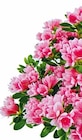 Rhododendron Angebote bei Hellweg Siegen für 8,99 €