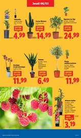 Cactus Angebote im Prospekt "FOIRE AUX VINS" von Lidl auf Seite 29