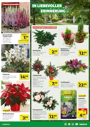 Blumen im Hagebaumarkt Prospekt HIER STARTET DEIN NÄCHSTES PROJEKT auf S. 15