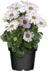 Kapkörbchen (Osteospermum) für 2,49 € bei Globus-Baumarkt im Angebot Kapkörbchen (Osteospermum) im aktuellen Globus-Baumarkt Prospekt