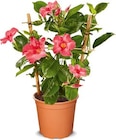 Dipladenia am Spalier bei Netto Marken-Discount im Bad Abbach Prospekt für 7,99 €