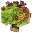 Mixer im EDEKA Prospekt Ballensalat Trio-Mix im aktuellen EDEKA Prospekt für 1,49 €