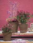 Aktuelles PFLANZTOPF ‘RIO’ Angebot bei Dehner Garten-Center in Essen ab 7,00 €