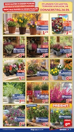Aktueller CENTERSHOP Prospekt mit Blumenzwiebeln, "Da geht was.", Seite 3