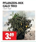 PFLANZEN-MIX CALO TRIO im Angebot bei Wreesmann in Cuxhaven PFLANZEN-MIX CALO TRIO Angebote bei Wreesmann Cuxhaven für 3,49 €