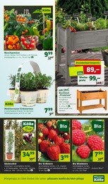 Gemüse Angebot im aktuellen Pflanzen Kölle Prospekt auf Seite 7