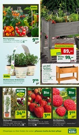 Aktueller Pflanzen Kölle Prospekt mit Gemüse, "Ostern steht vor der Tür!", Seite 7