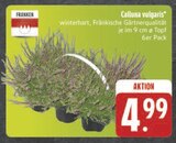 Calluna vulgaris im Angebot bei E center in Amberg Calluna vulgaris Angebote von Franken bei E center Amberg für 4,99 €