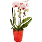 Orchidée Phalaenopsis en promo chez Carrefour Market Boulogne-Billancourt à 13,99 €