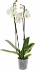 Orchidee Angebote bei Netto Marken-Discount Zwickau für 5,99 €