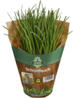 Aktuelle Kräuter Angebote bei E center in Mannheim Aktuelles Bio Bioland-Schnittlauch Angebot bei E center in Mannheim ab 1,59 €