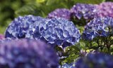 Aktuelle Hortensie Angebote bei Globus-Baumarkt in Leipzig Aktuelles Garten-Hortensie Angebot bei Globus-Baumarkt in Leipzig ab 9,99 €