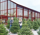 Nordmanntanne bei toom Baumarkt im Prospekt "" für 25,99 €