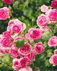 Rose 'Lilly' Angebot in Lenzkirch Rose 'Lilly' im aktuellen Prospekt bei ZG Raiffeisen in Lenzkirch