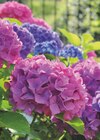 Hortensia de jardin à Gamm vert dans Challans Hortensia de jardin à Gamm vert dans Challans