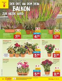 Netto Marken-Discount Pflanzen im Prospekt Netto Marken-Discount Pflanzen im Prospekt