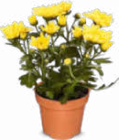 Chrysanthemen im Angebot bei Netto Marken-Discount in Pulheim Chrysanthemen Angebote bei Netto Marken-Discount Pulheim für 1,79 €