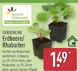 Erdbeere im Angebot bei ALDI Nord in Hildesheim Erdbeere Angebote von Deutsche Gärtnerware bei ALDI Nord Hildesheim für 1,49 €