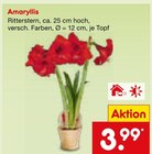 Amaryllis im aktuellen Netto Marken-Discount Prospekt für 3,99 €