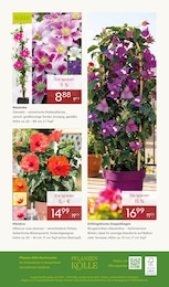 Pflanzen Kölle Bougainvillea im Prospekt 