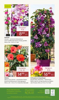 Hibiskus im Pflanzen Kölle Prospekt "FRÜHLINGS-FREUDE" mit 16 Seiten (Nürnberg)