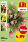 Tulpen Multipack Angebote bei Penny Stuttgart für 4,99 €