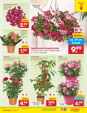Ähnliche Stiefmütterchen Angebote im Prospekt "Aktuelle Angebote" von Netto Marken-Discount in Wolfenbüttel Ähnliche Angebote wie Stiefmütterchen im Prospekt "Aktuelle Angebote" auf Seite 7 von Netto Marken-Discount in Wolfenbüttel