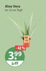 Aloe Vera Angebote bei V-Markt Regensburg für 3,99 €