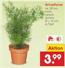 Grünpflanze Angebote bei Netto Marken-Discount Koblenz für 3,99 €