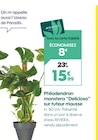 Philodendron monstera "deliciosa" sur tuteur mousse - TRUFFAUT à 15,99 € dans le catalogue Truffaut