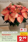 Herbststern für 2,99 € bei Netto Marken-Discount im Angebot Herbststern im aktuellen Netto Marken-Discount Prospekt