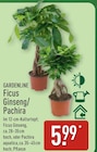Ficus Ginseng im Angebot bei ALDI Nord in Falkensee Ficus Ginseng Angebote von GARDENLINE bei ALDI Nord Falkensee für 5,99 €