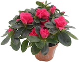 Aktuelle Blumen Angebote bei Penny in Moers Aktuelles Azalee Angebot bei Penny in Moers ab 3,33 €