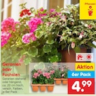Aktuelle Geranien Angebote bei Netto Marken-Discount in Jena Aktuelles Geranien oder Fuchsien Angebot bei Netto Marken-Discount in Jena ab 4,99 âŹ