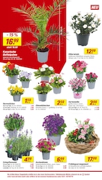 Lavendel Angebot im aktuellen toom Baumarkt Prospekt auf Seite 8