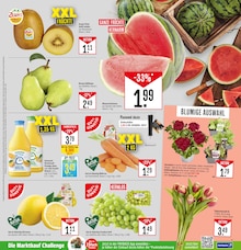 Geranien im aktuellen Marktkauf Prospekt (Freiburg (Breisgau)) Geranien im Marktkauf Prospekt "Aktuelle Angebote" mit 57 Seiten (Freiburg (Breisgau))