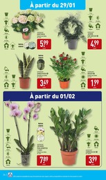 Offre Plantes dans le catalogue Aldi du moment à la page 37