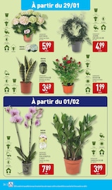 Plantes Angebote im Prospekt "ARRIVAGES AU BON GOÛT DE LA CHANDELEUR" von Aldi auf Seite 37