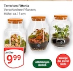 Terrarium Fittonia im Angebot bei GLOBUS in Wiesbaden Terrarium Fittonia Angebote bei GLOBUS Wiesbaden für 9,99 €