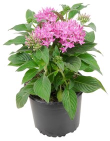 Pentas bei REWE in Darmstadt Pentas im Angebot bei REWE Darmstadt für 3,79 €
