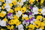 Gamm vert Contres - Promo Pensée et Viola cornuta Promo Pensée et Viola cornuta à 3,00 € dans le catalogue Gamm vert à Contres